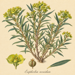 Euphorbia nereidum