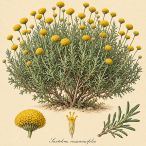 Santolina rosmarinifolia